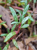 Sea Purslane