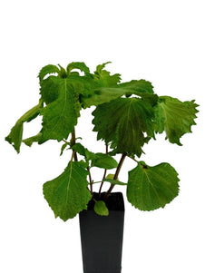 Shiso Perilla