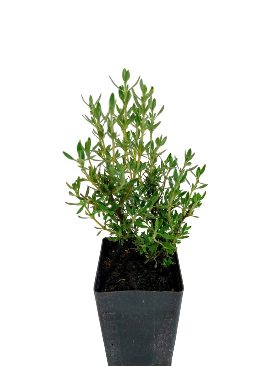 Organic Spanish Wood Thyme Plant – Mudbrick Herb Cottage