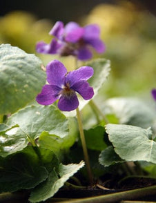 Sweet Violet