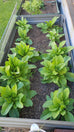 Horseradish plants