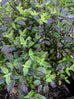 Basil - Thai Holy Basil