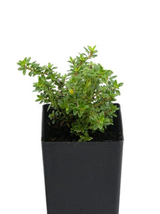 Thyme - Andersons Gold Thyme
