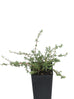 Thyme - Caraway Thyme