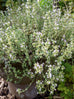 Thyme - Common Thyme