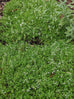 thyme ground cover