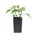 Salvia &