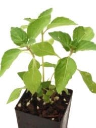 Basil - Tulsi Rama Basil