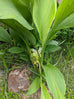 turmeric plants