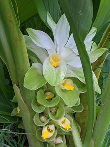 turmeric plant flower
