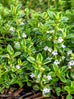 Thyme - Variegated Lemon Thyme