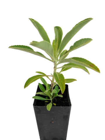 Salvia apiana 'White Sage'