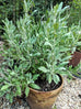 white sage plant