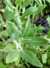 salvia apiana