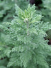 Wormwood African