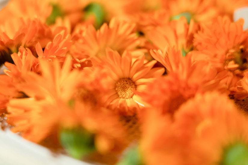 Calendula Infused Oil