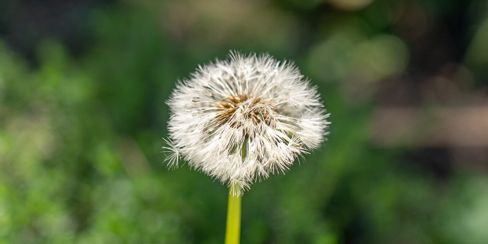 Keeping your Cool with Herbs in Summer