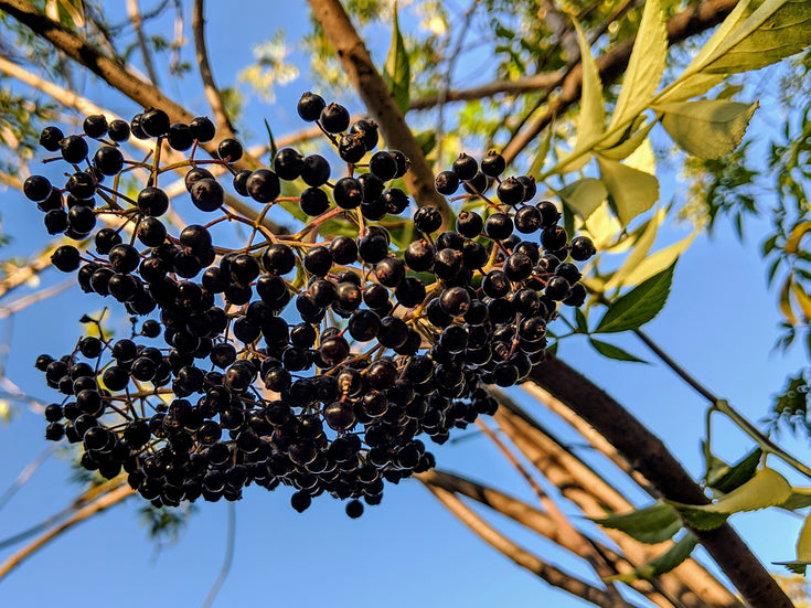 Elderberry Syrup for Antiviral and Immunity Benefits