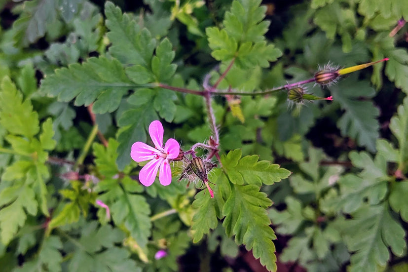 10 Herbs To Grow In A Shady Garden