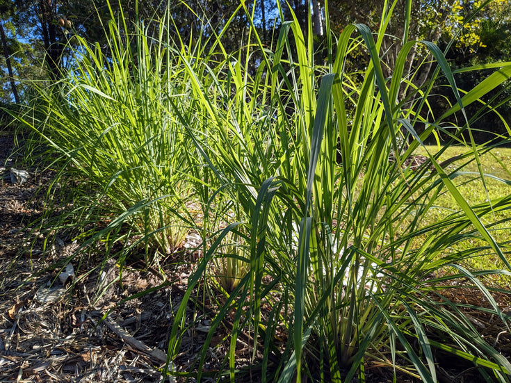 Benefits of Lemongrass Essential Oil