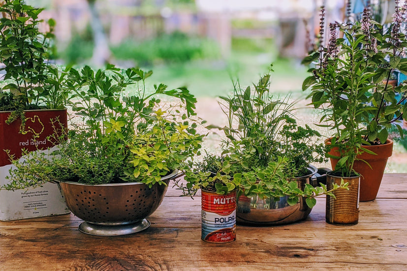 herbs-in-pots-tins-colander-terracotta