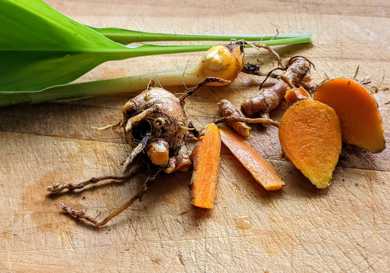 Turmeric in depth: grow, heal, cook and dye