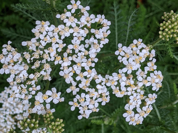 How to Plant, Grow and Care for Yarrow