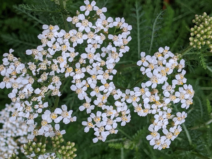 white yarrow flowers