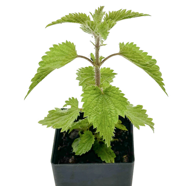 Organic Nettle | Buy Stinging Nettle Plant - Mudbrick Herb Cottage