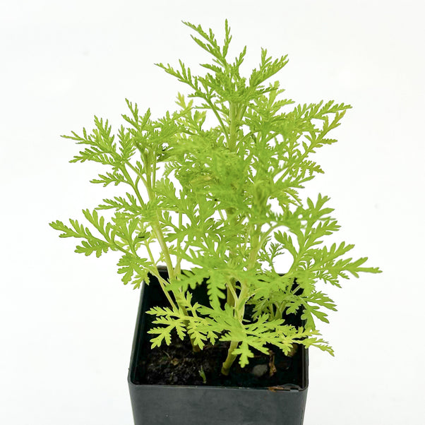 Sweet Wormwood | Artemisia annua Herb Plant