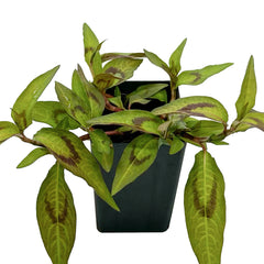 Mint - Vietnamese Mint