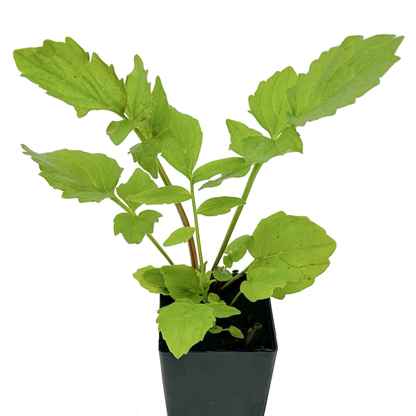 valerian potted plant Organic Valerian | Valeriana officinalis Plant