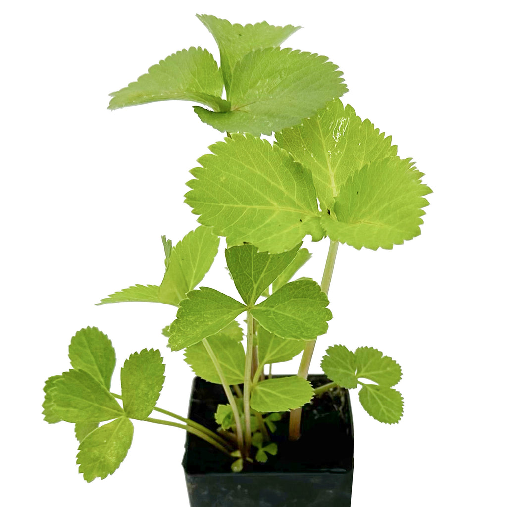 Angelica Archangelica Herb Plant
