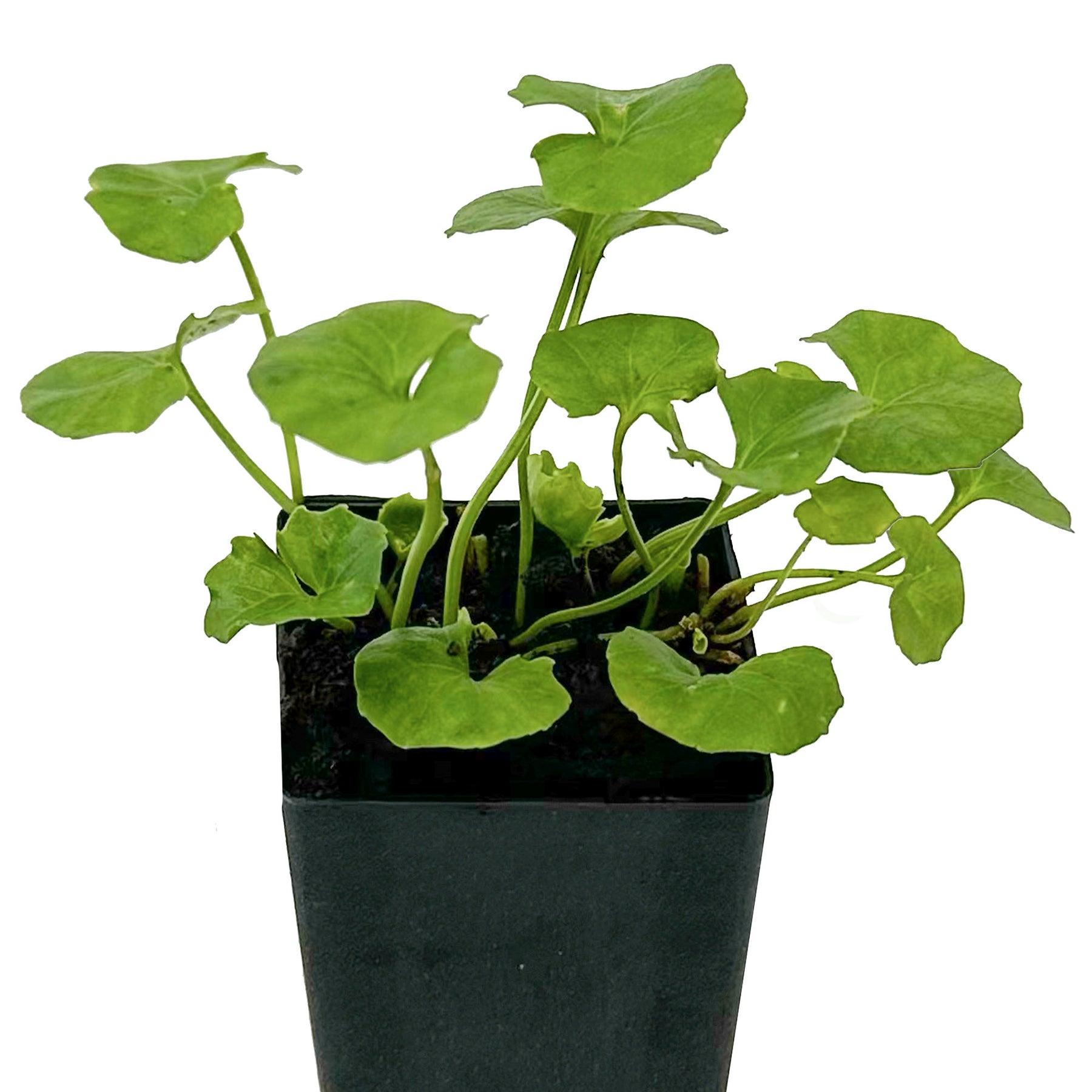 Organic Native Violet Plant - Mudbrick Herb Cottage