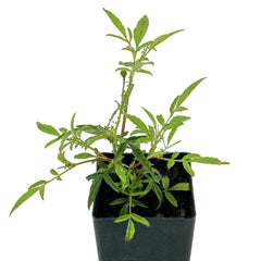 Passionfruit Marigold