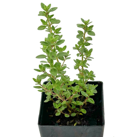 Thyme - Lemon Thyme