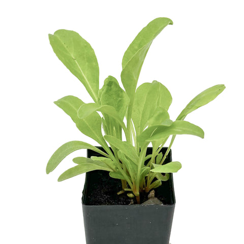 Spinach - Perpetual