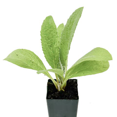 Green Globe Artichoke