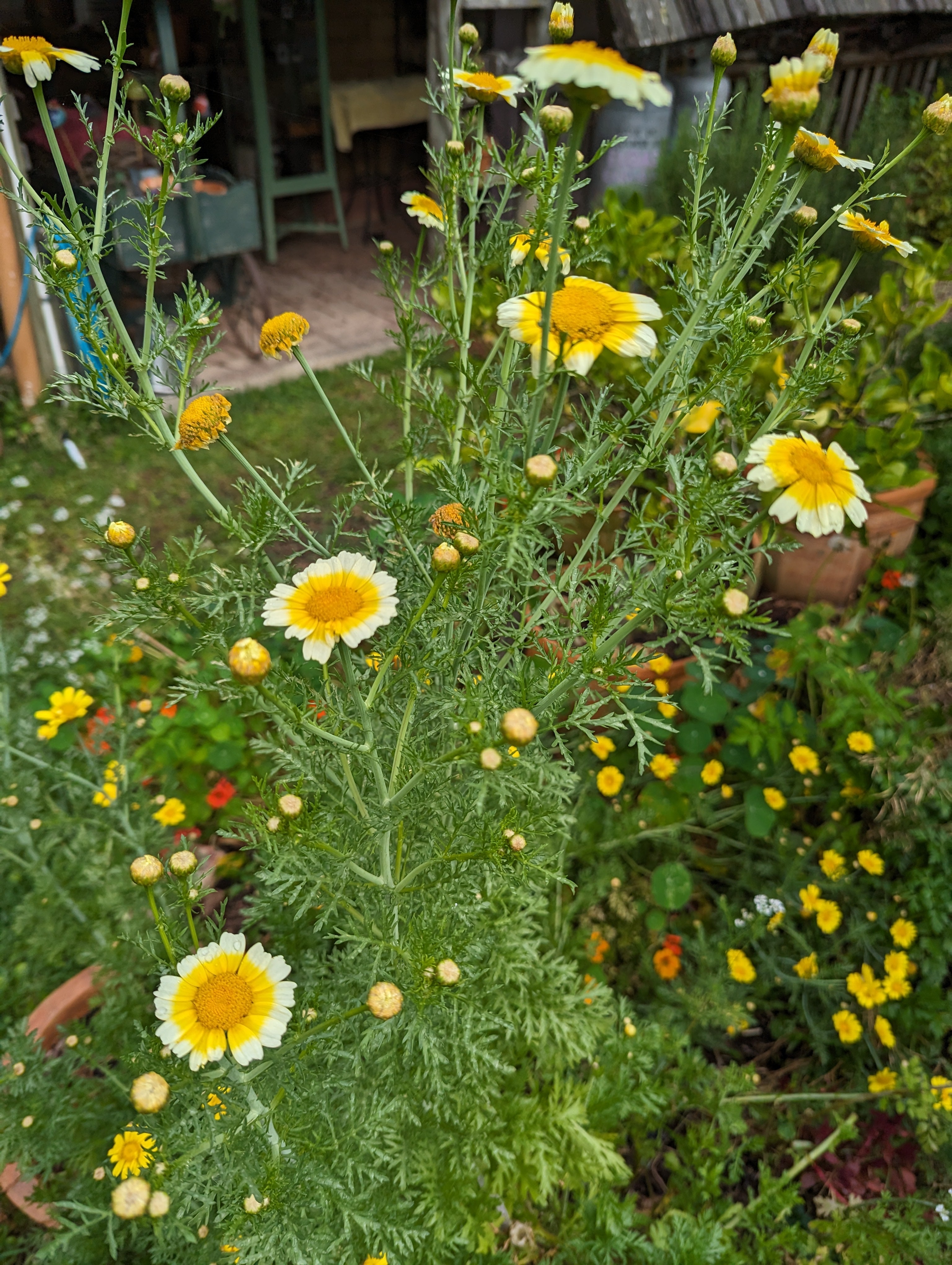 Garland chrysanthemum discount