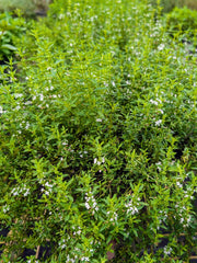 Mint - Native Mentha Diemenica