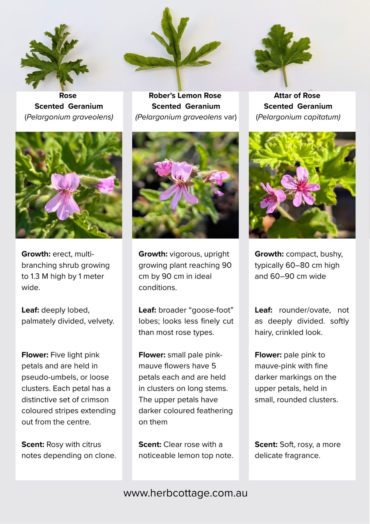 Organic Scented Geranium Rose Plant - Mudbrick Herb Cottage