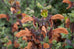 Salvia aurea