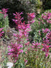Agastache &