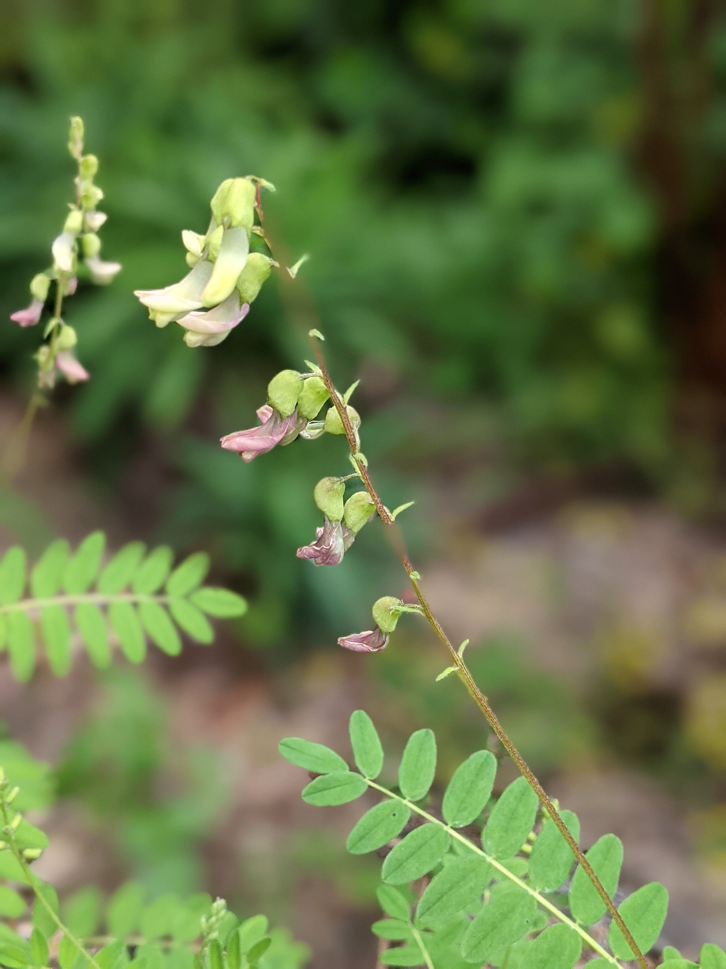 astragalus plant Organic Astragalus | Astragalus membranaceus Plant