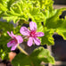 Scented Geranium &