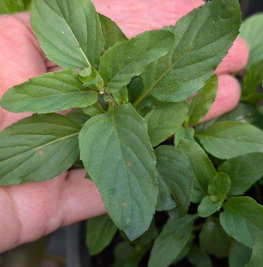 Organic Basil Mint | Mentha X Piperita Citrata Plant