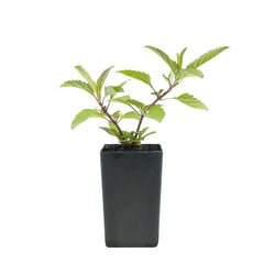 Salvia uliginosa 'Bog Sage'