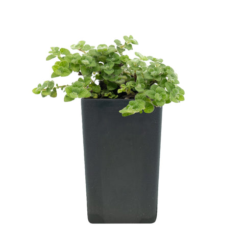 Calamintha Cretica