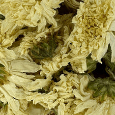 Chrysanthemum Tea