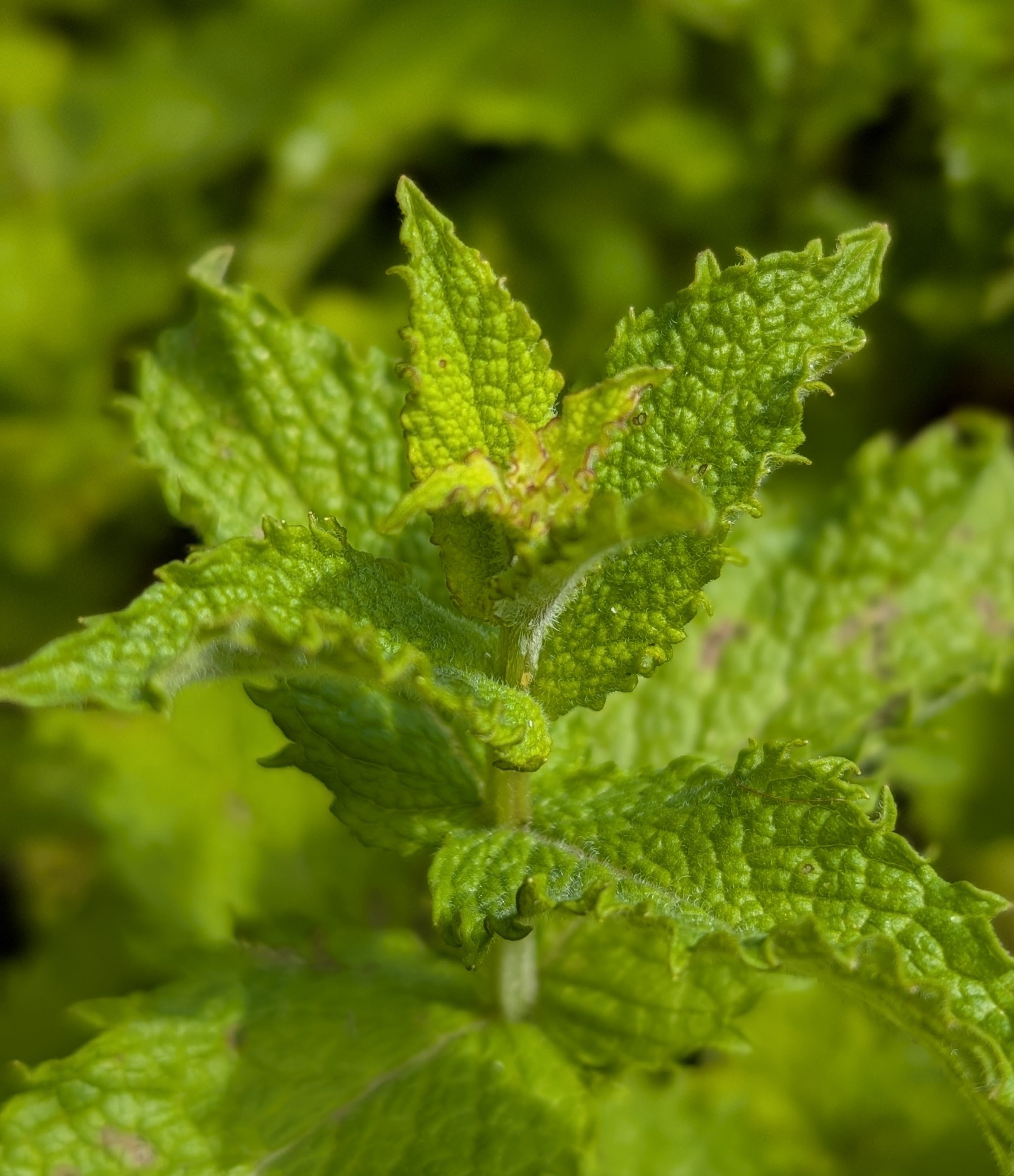 Organic Egyptian Mint